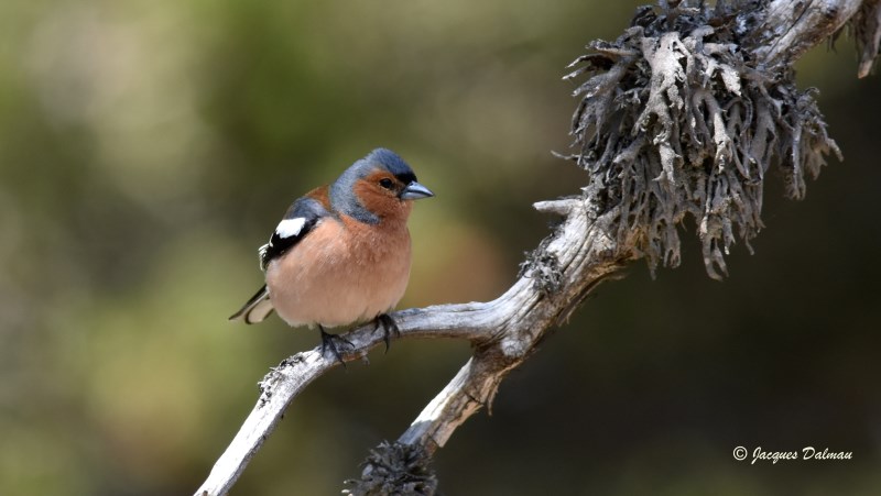 Pinson des arbres.jpg